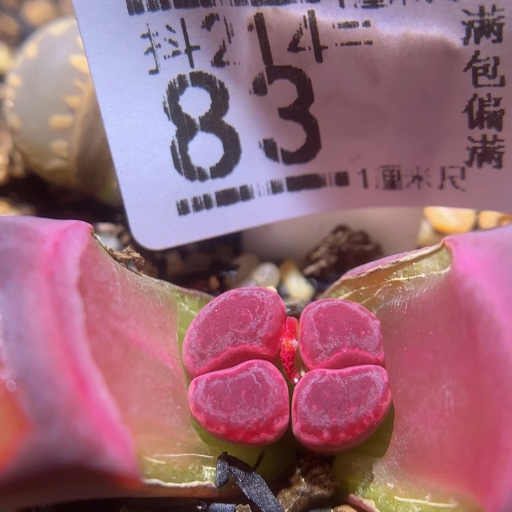 精品生石花214.83