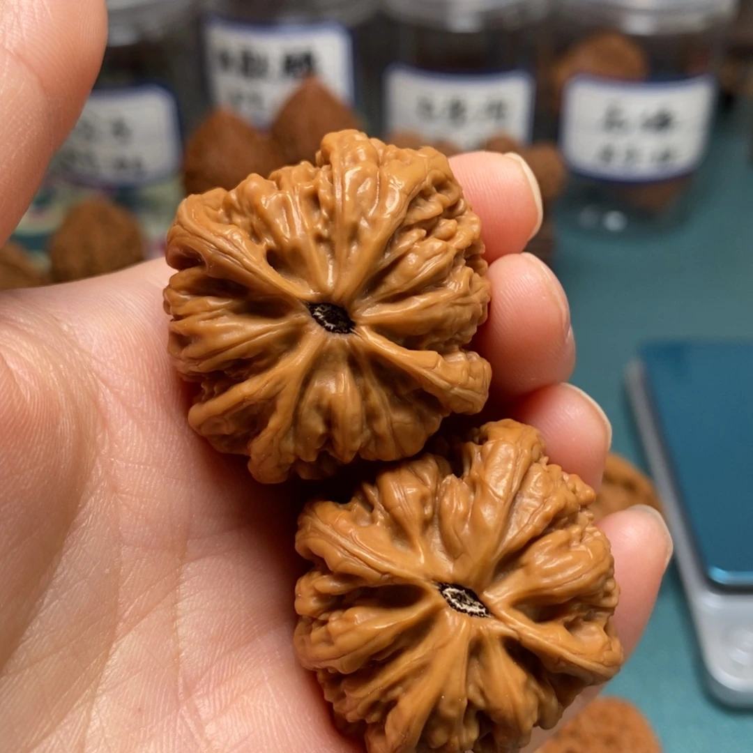 核桃37尺全品九龙