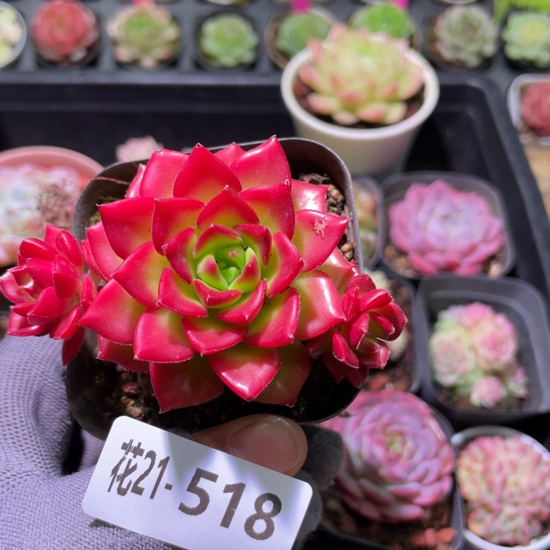 花利美21-518蒂亚