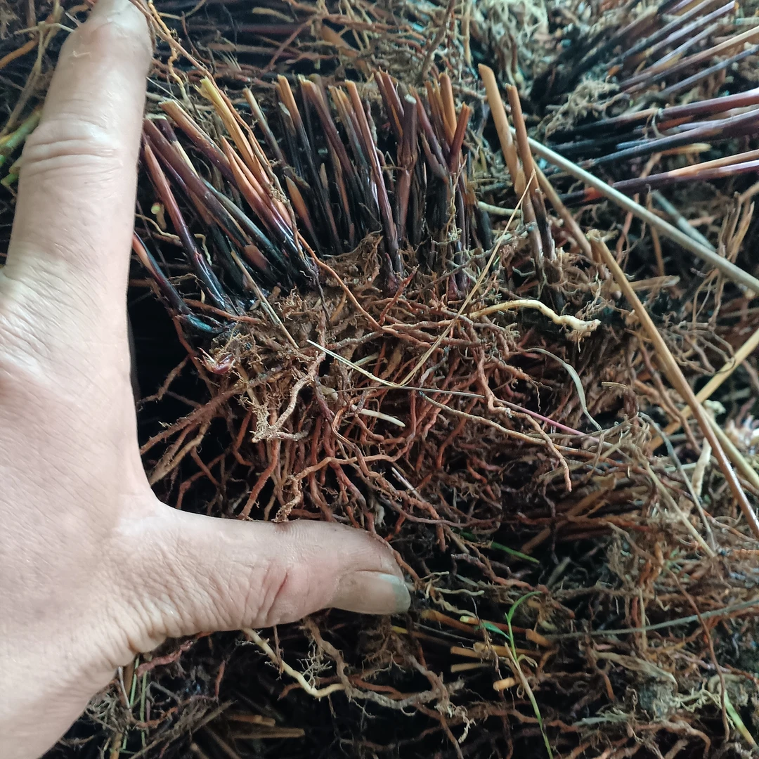 灯草根，新鲜的灯草根500克（可作中药材课堂展示）