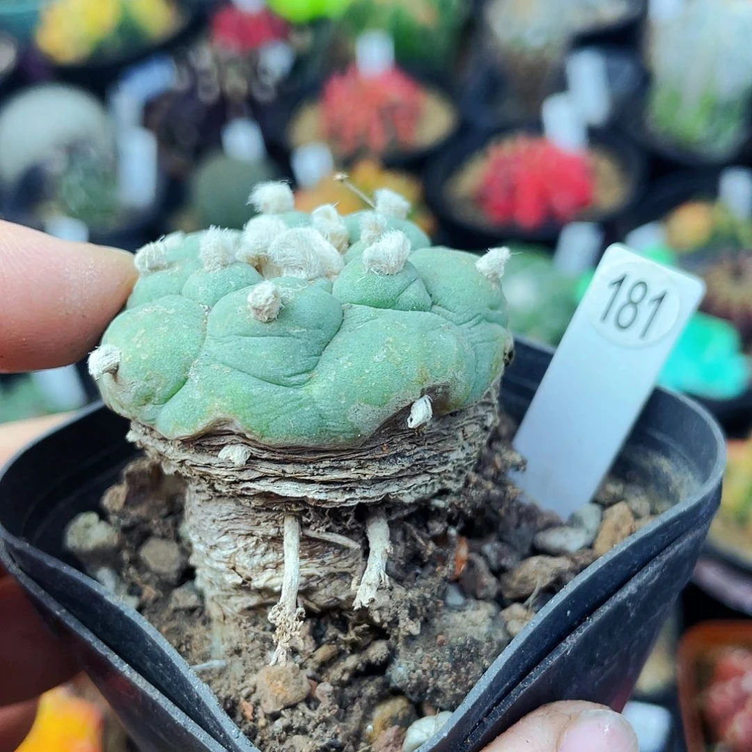 非偏远地区满25包邮仙人球