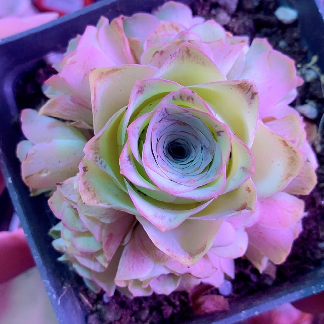 山地玫瑰一物一拍274小玉微瑕介意勿拍