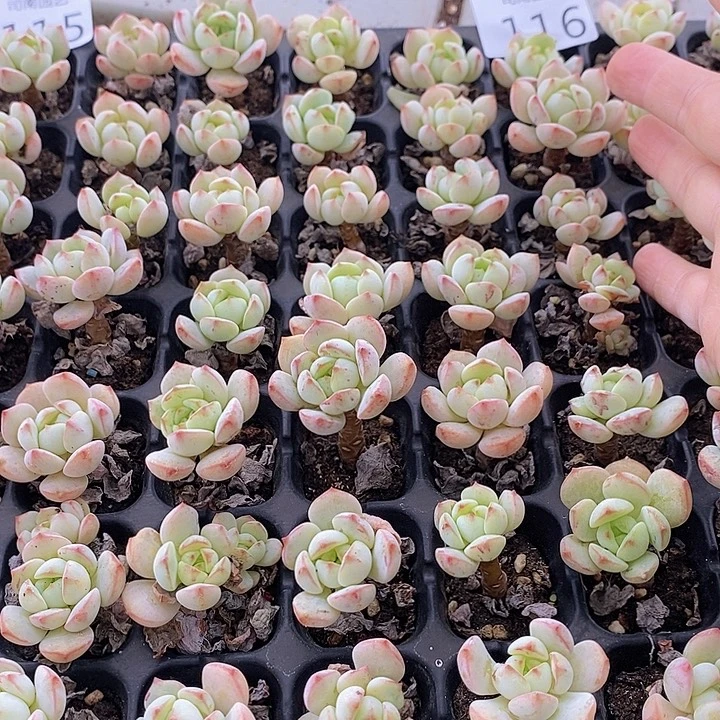 Q116 多肉植物盆栽花卉