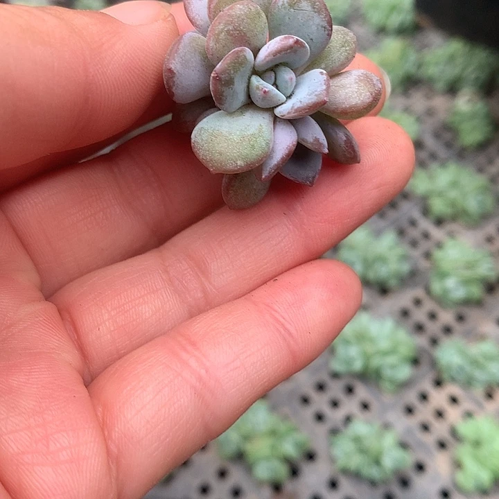 奶茶群生3颗一物一拍