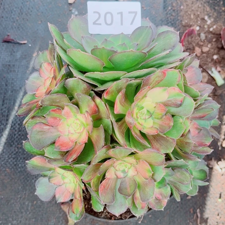 海王七彩特价多肉