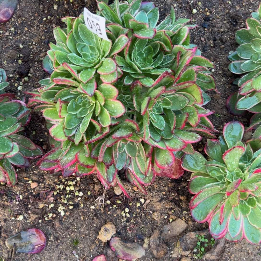 苹**艺059粉花妖寄养到秋