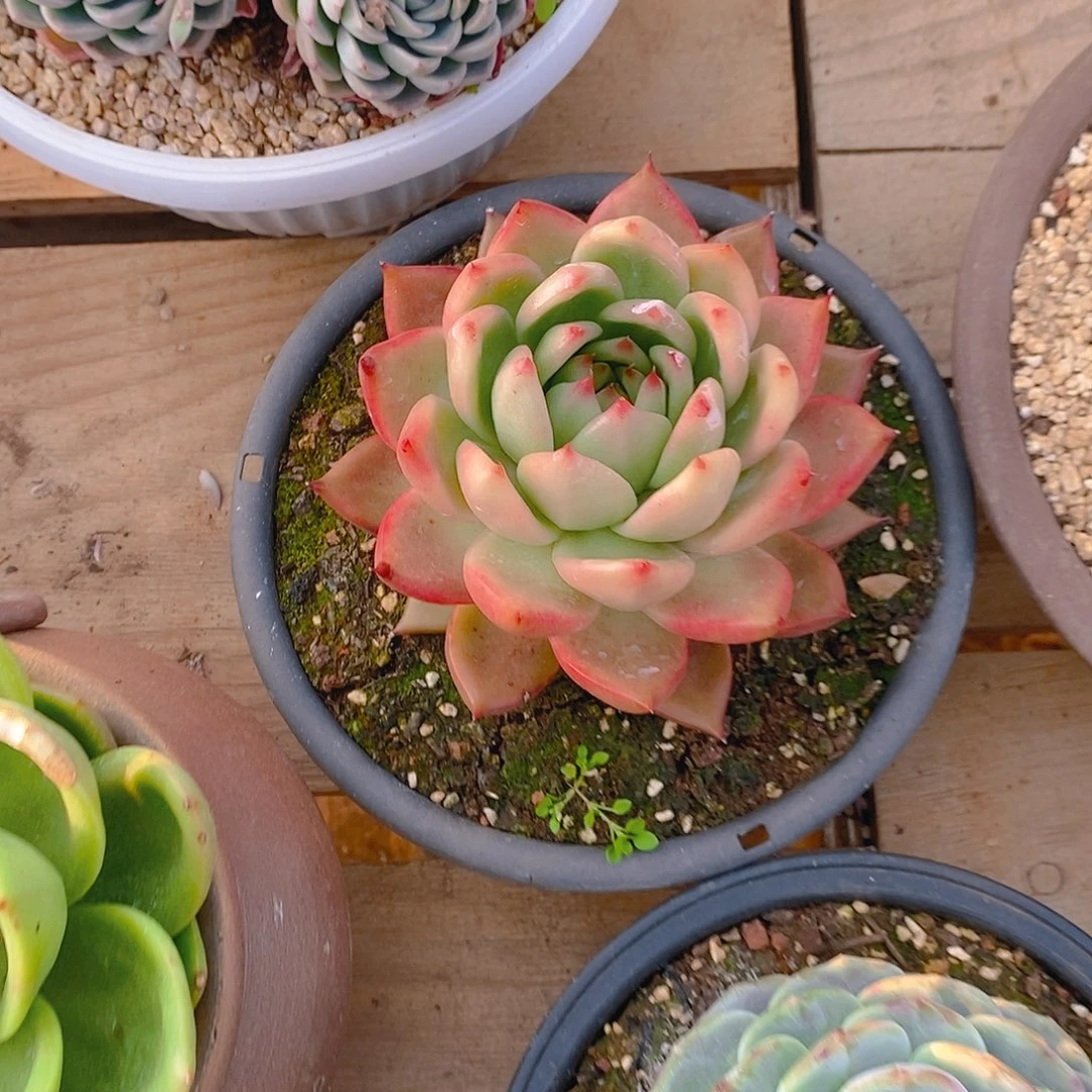 多肉植物钻系优选