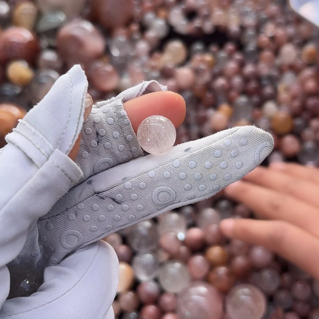 C****?天然白兔单株