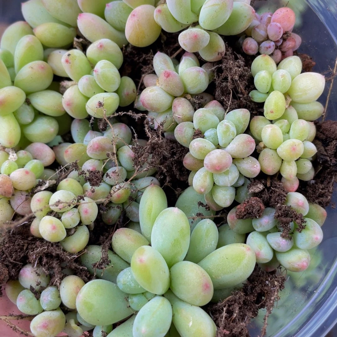 钱***艺OTO多肉切糕优选DY1005
