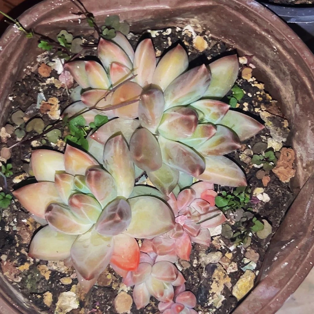 桔云多肉美人精品系列