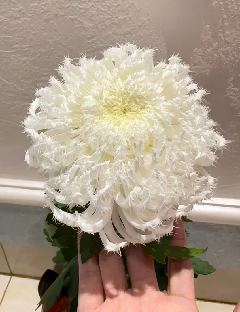 九月菊花【白鹅毛】开大花掉叶掉枝不售后介意慎拍