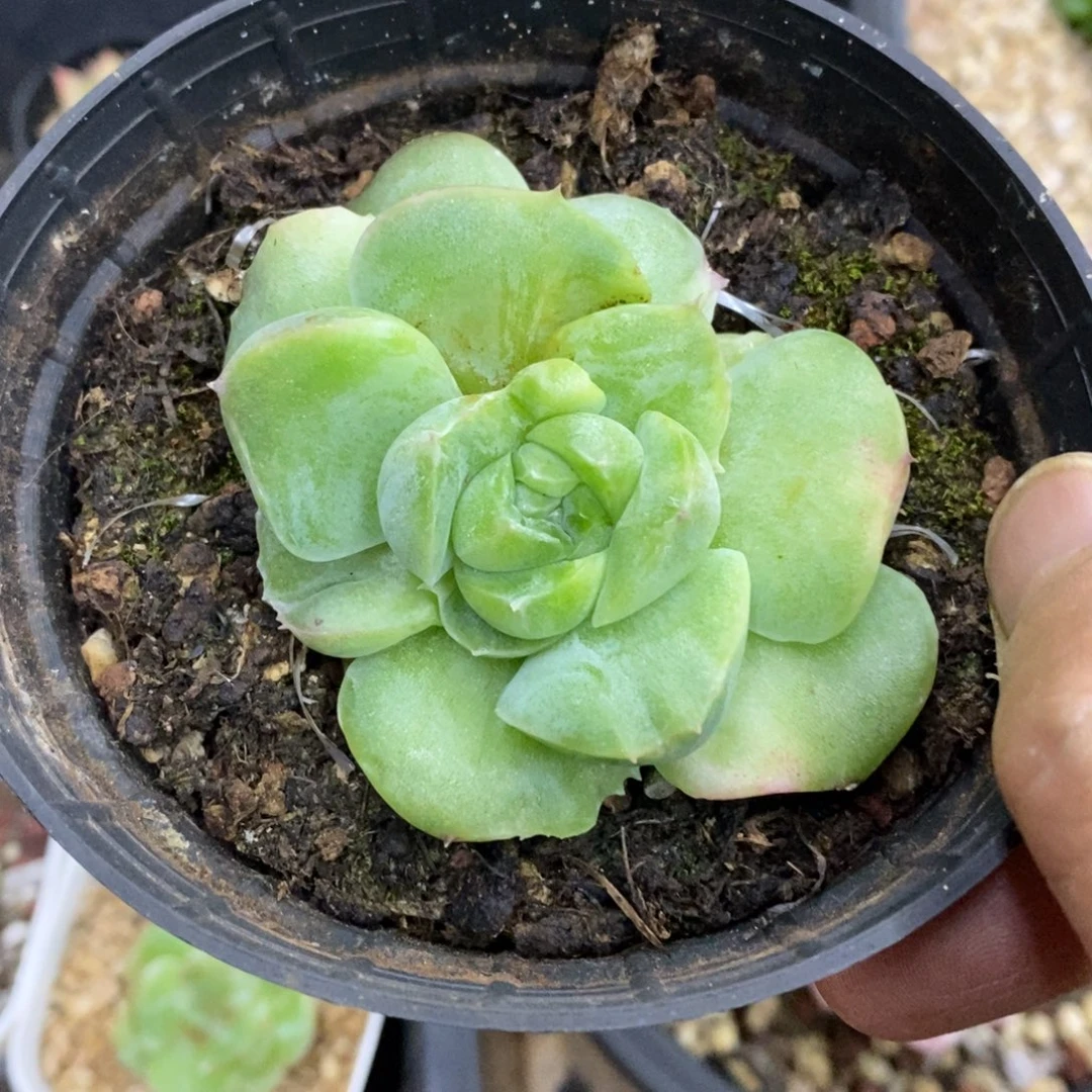 精品多肉一物一拍不包整27