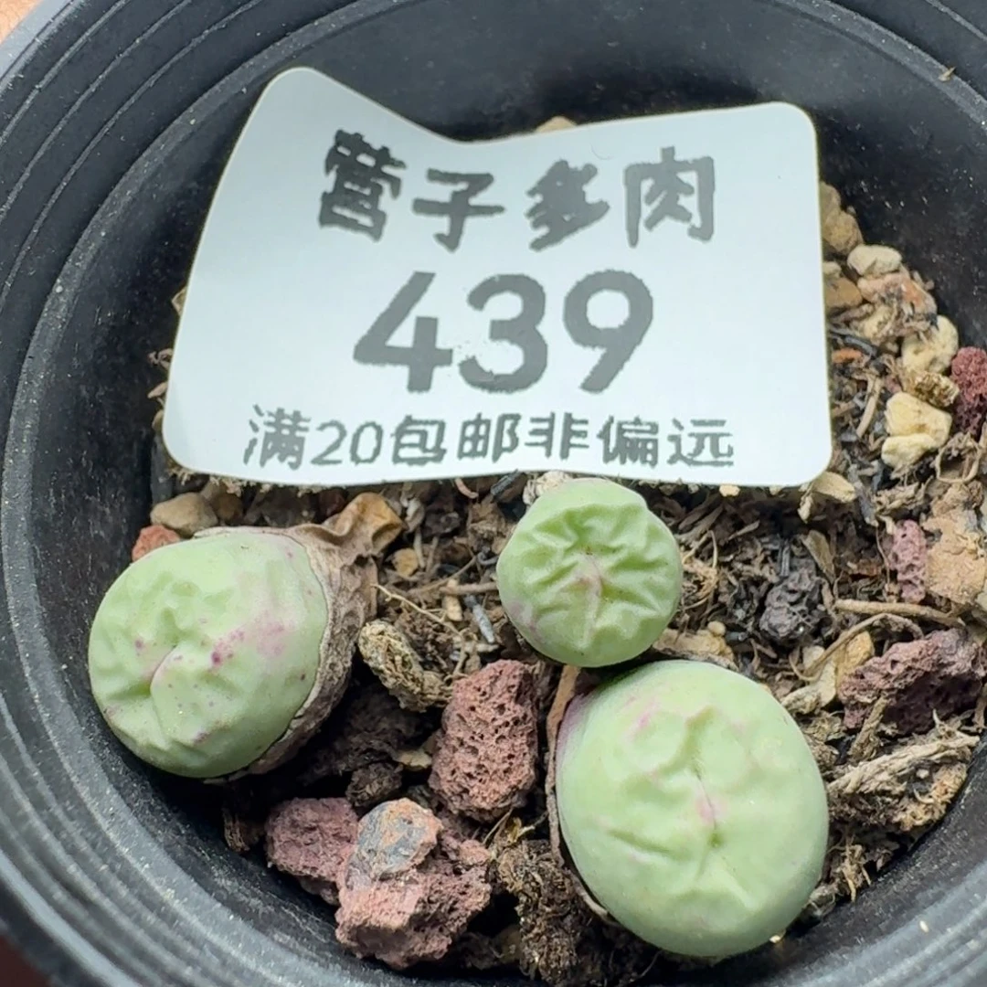 贝特粉带盆土