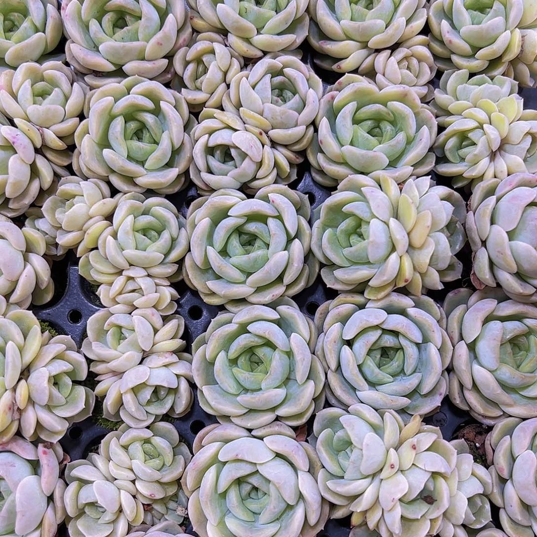 容晶苗混发3个19包邮