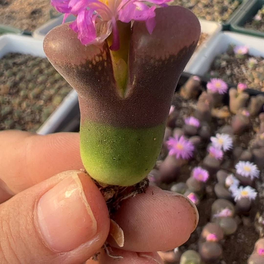 241 好看的多肉冲冲冲！