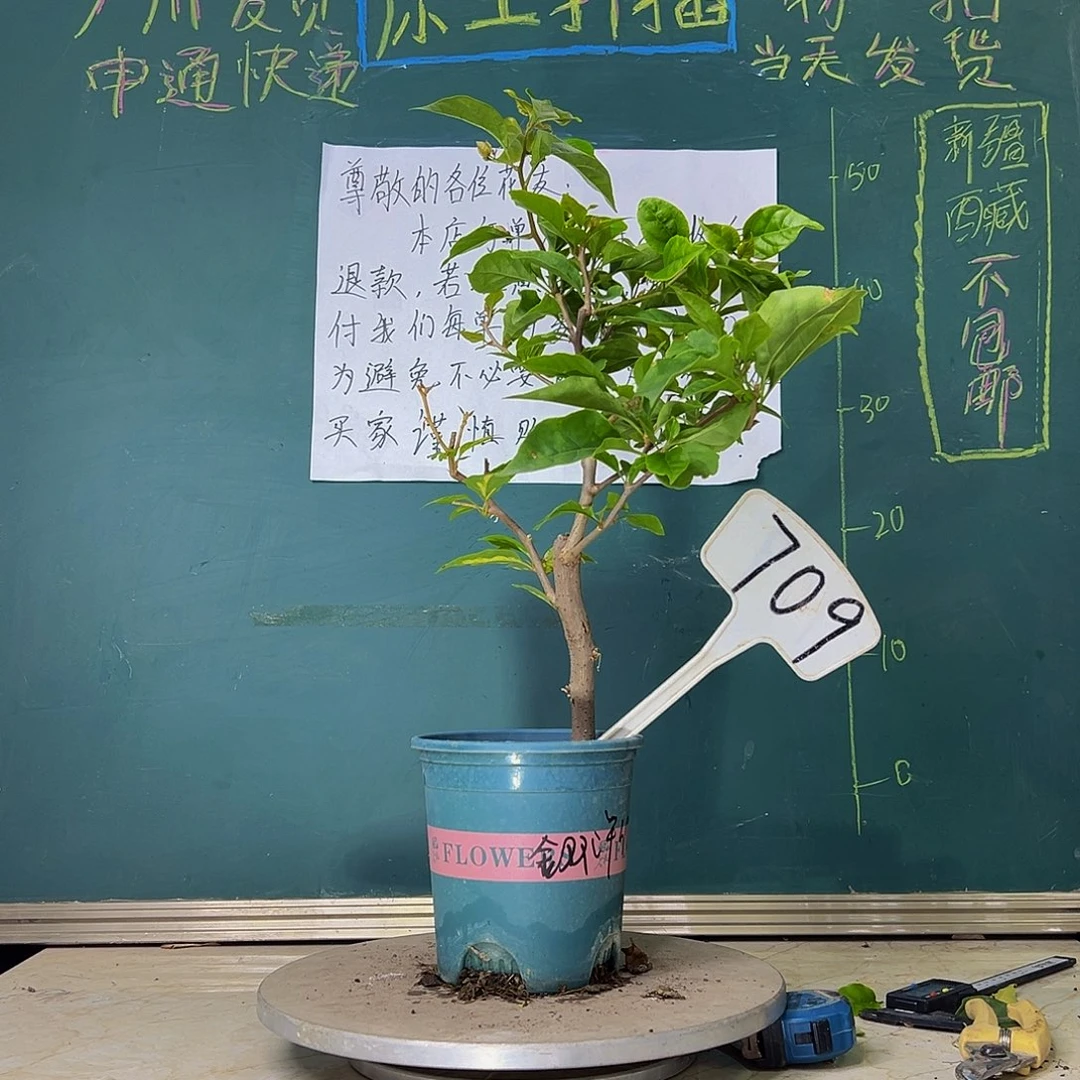 当前无花栽培后可以开花金双洋红 709