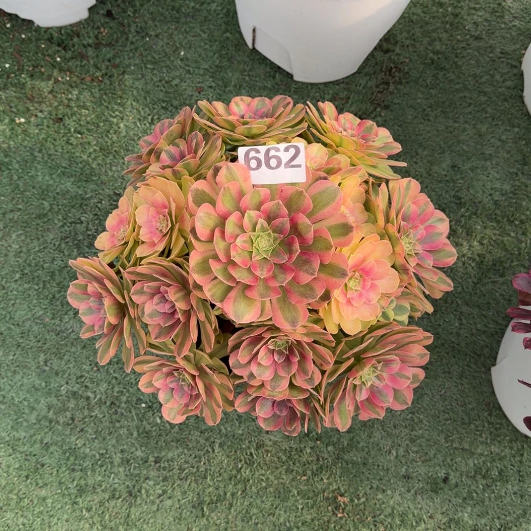 662！雨菏法师多肉植物