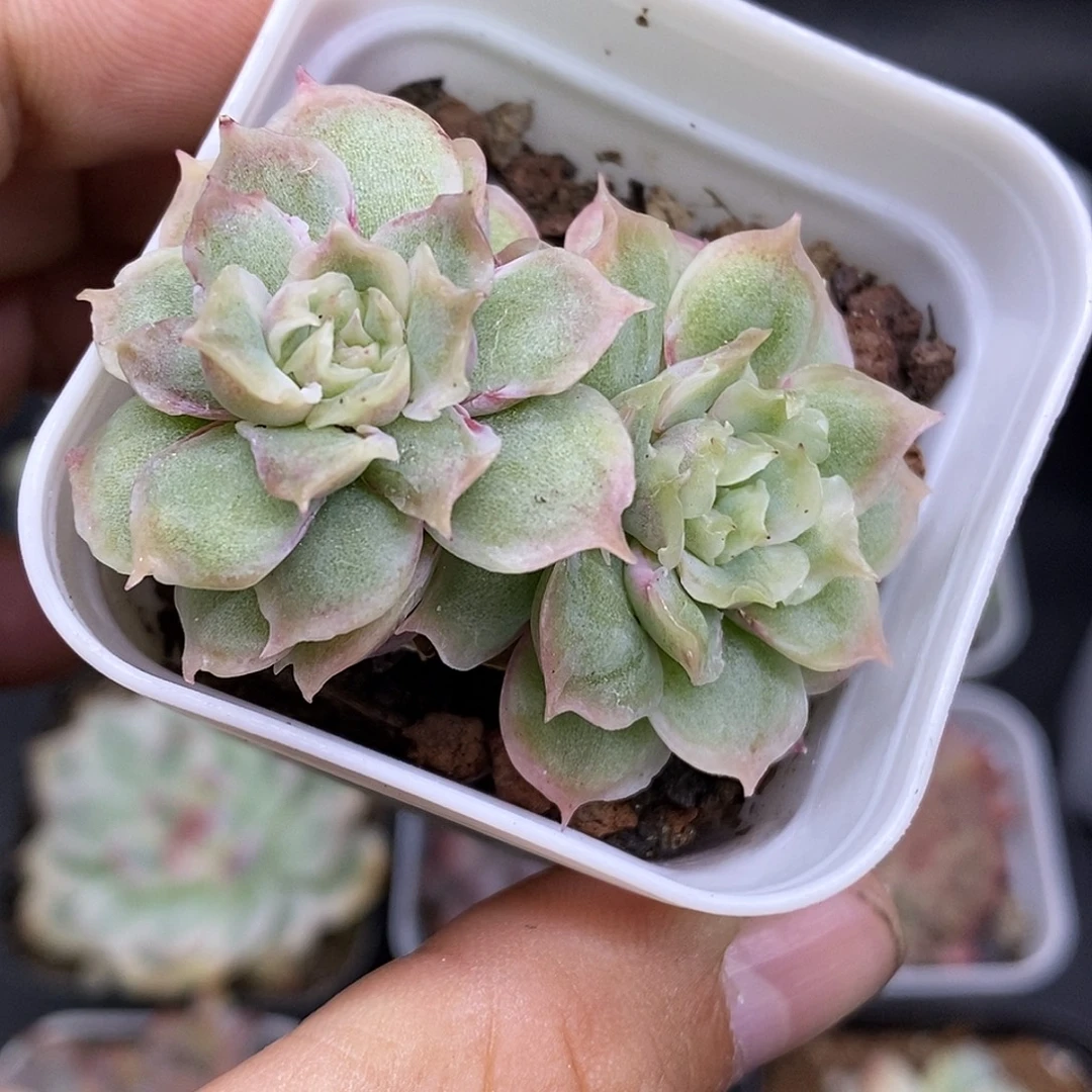 水晶虾饺30包邮非偏远