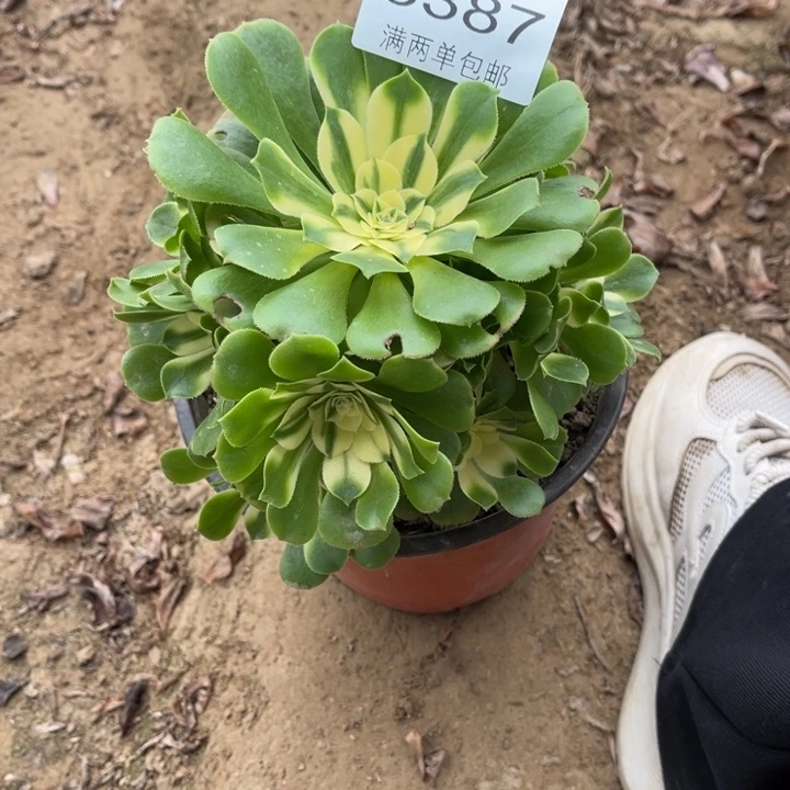 3387辛尼亚的人多肉的