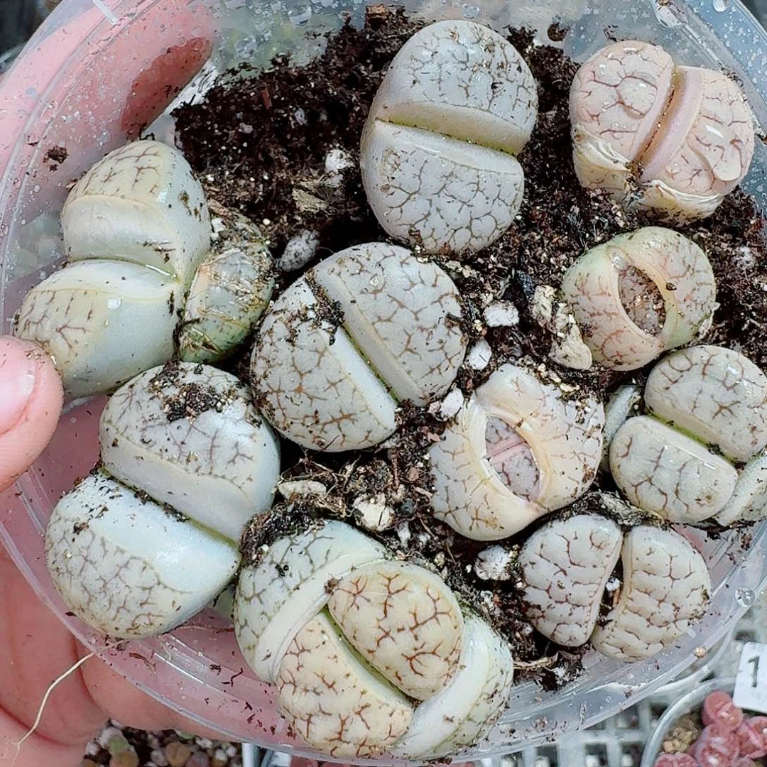 115多肉植物多肉植物