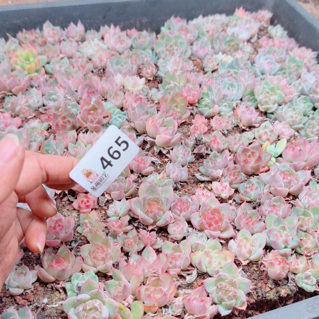 芽***呀多肉植物多肉植物