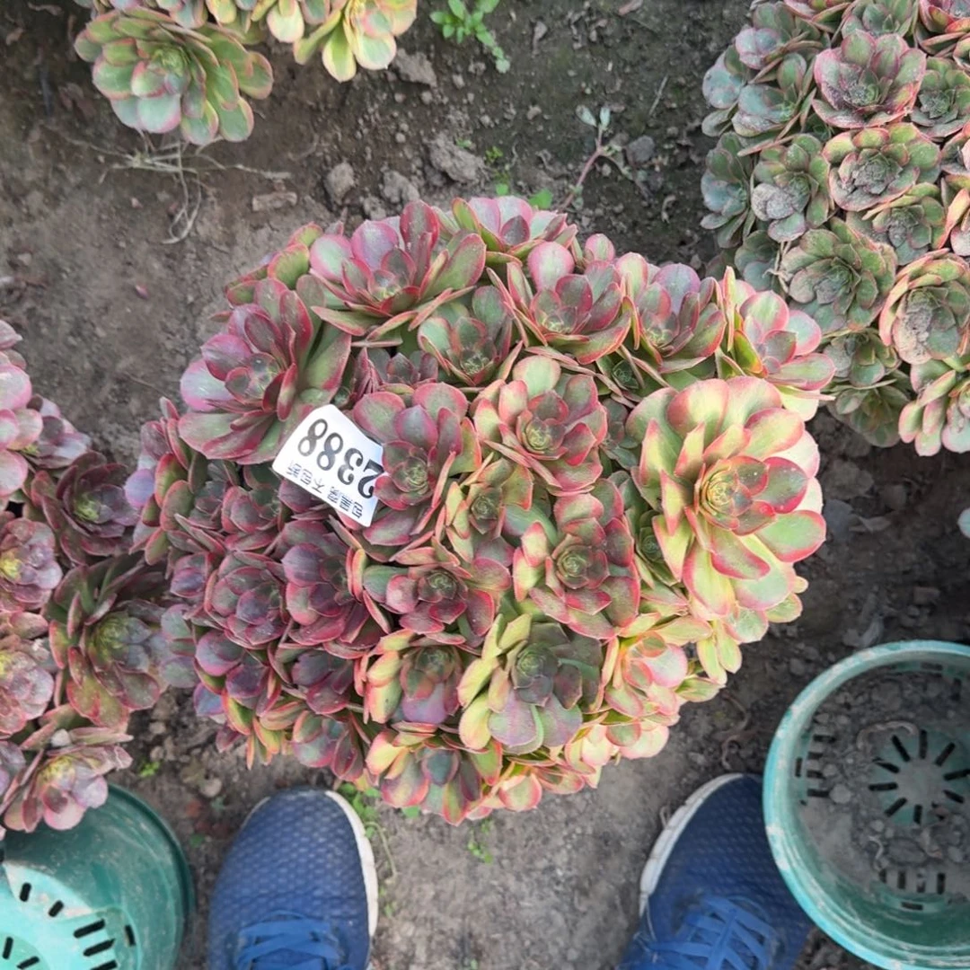 17-24法师琳琅2388