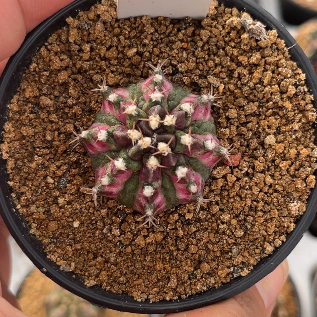 543实生海神带盆带土