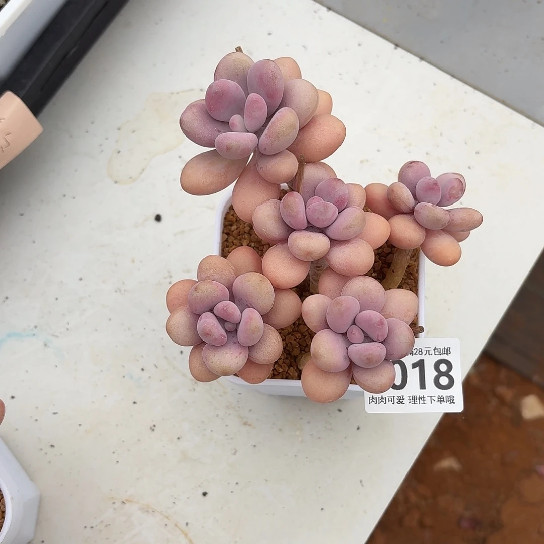 桃蛋无盆土发货无