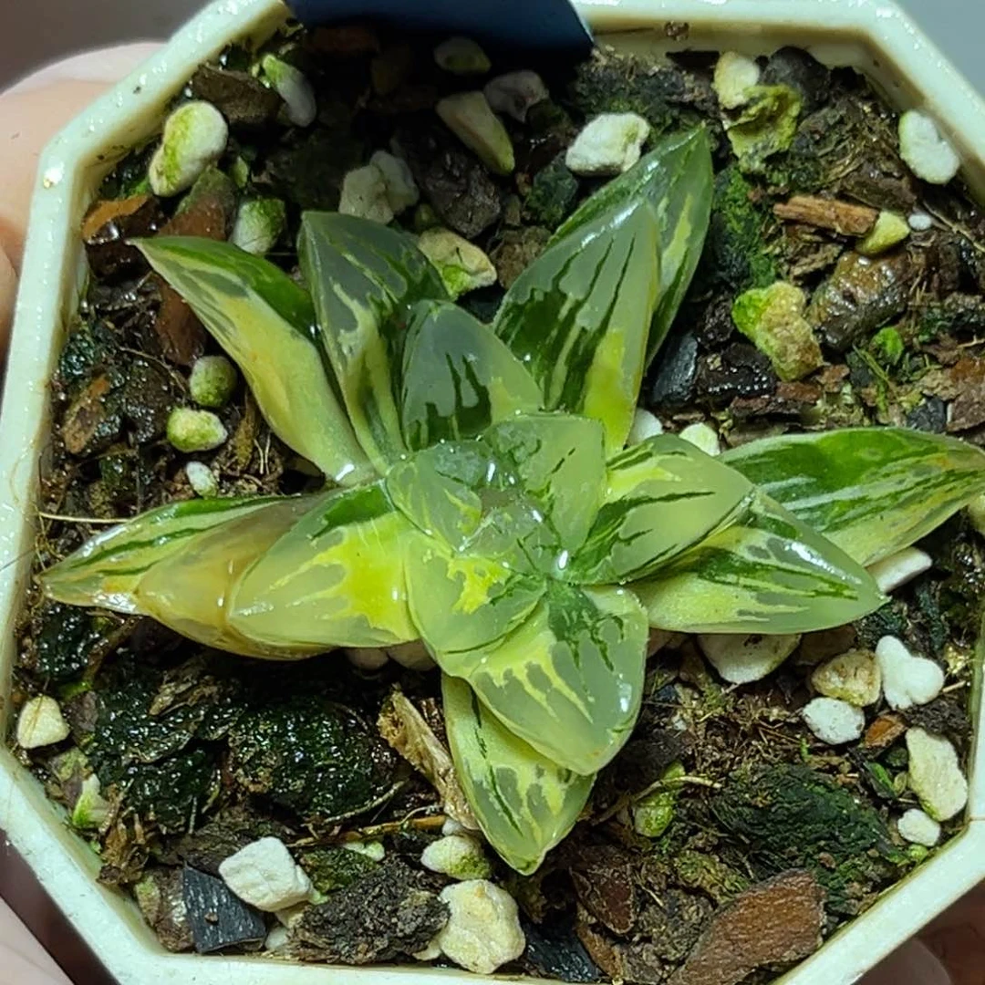 恭喜发财大吉大利910