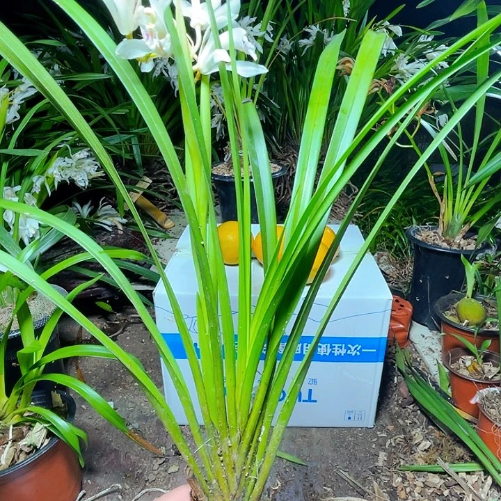 无花朵虎头兰虎头兰