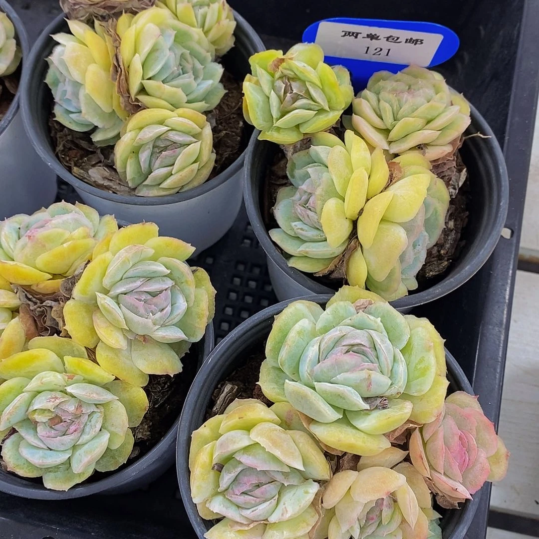 121-精品母本胭脂贝瑞群一个