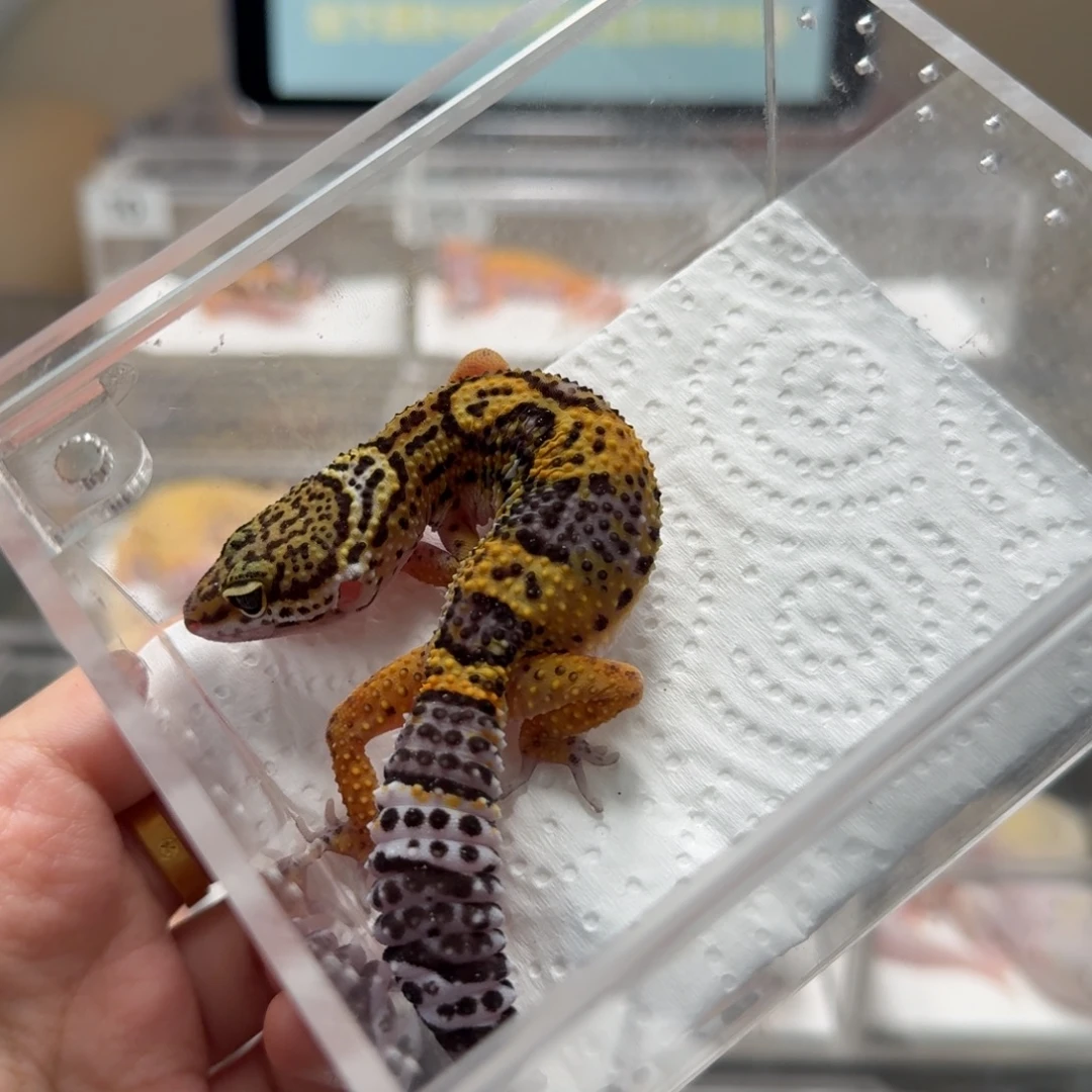 豹纹守宫豹纹守宫高黄母纹