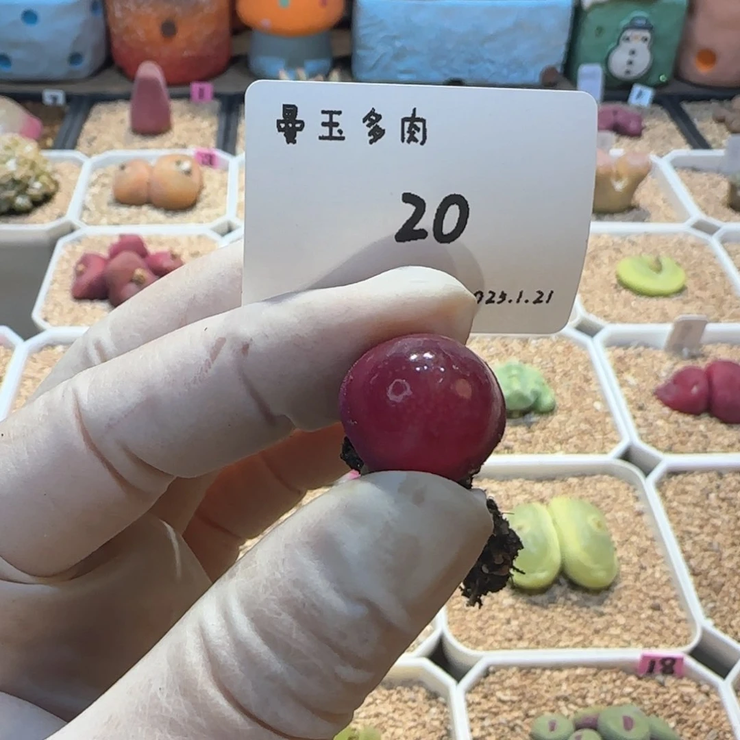 K多肉多肉多肉1.21-020