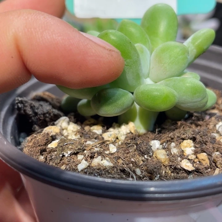 芒果奶缀板334号的啊啊啊多肉吧