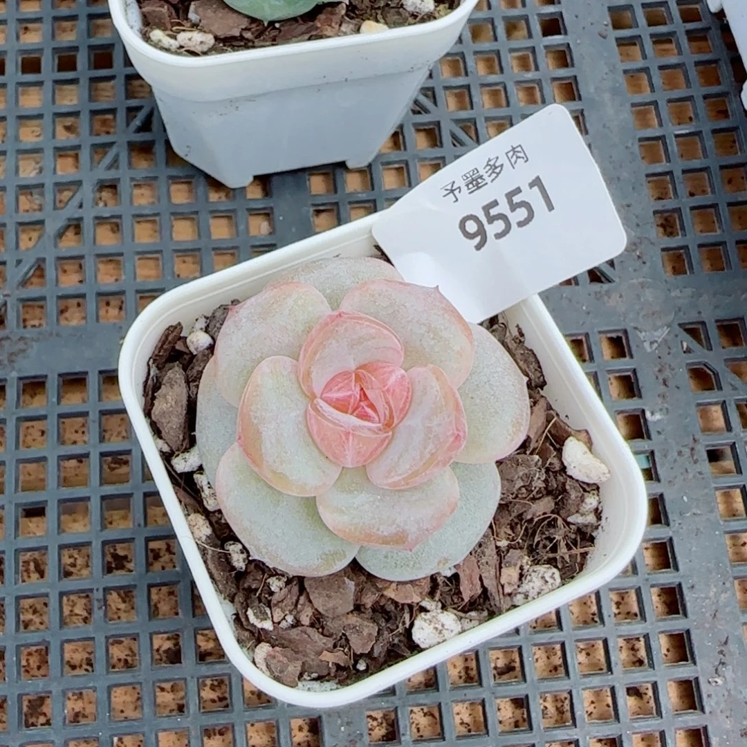 软糖，9551多肉植物