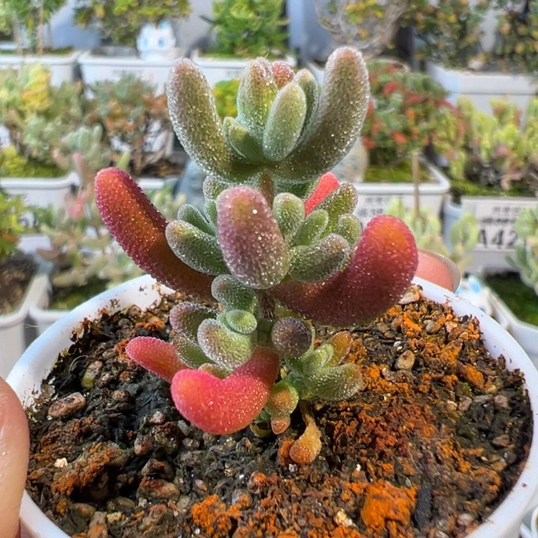 26-629枝干番杏多肉红叶优选五圆盆