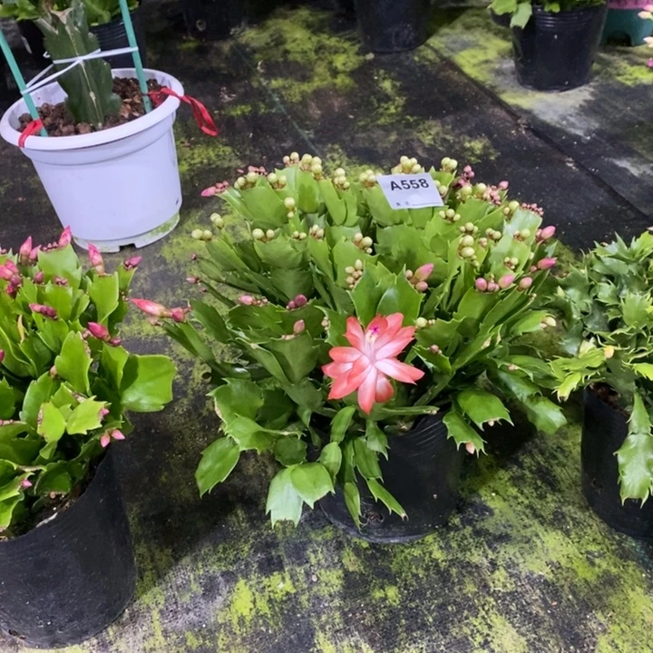 当前无花栽培后可以开花558盆栽双色