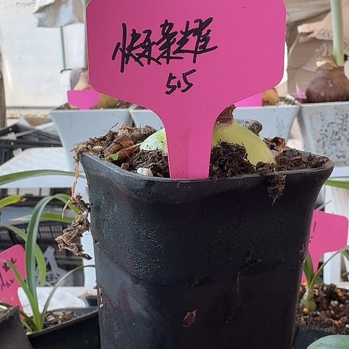 无花朵快乐荣耀朱顶红直径5.5