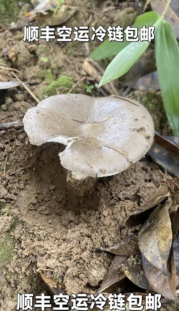 云南野生新鲜开花大鸡枞菌500g-1000g顺丰空运冷链包邮