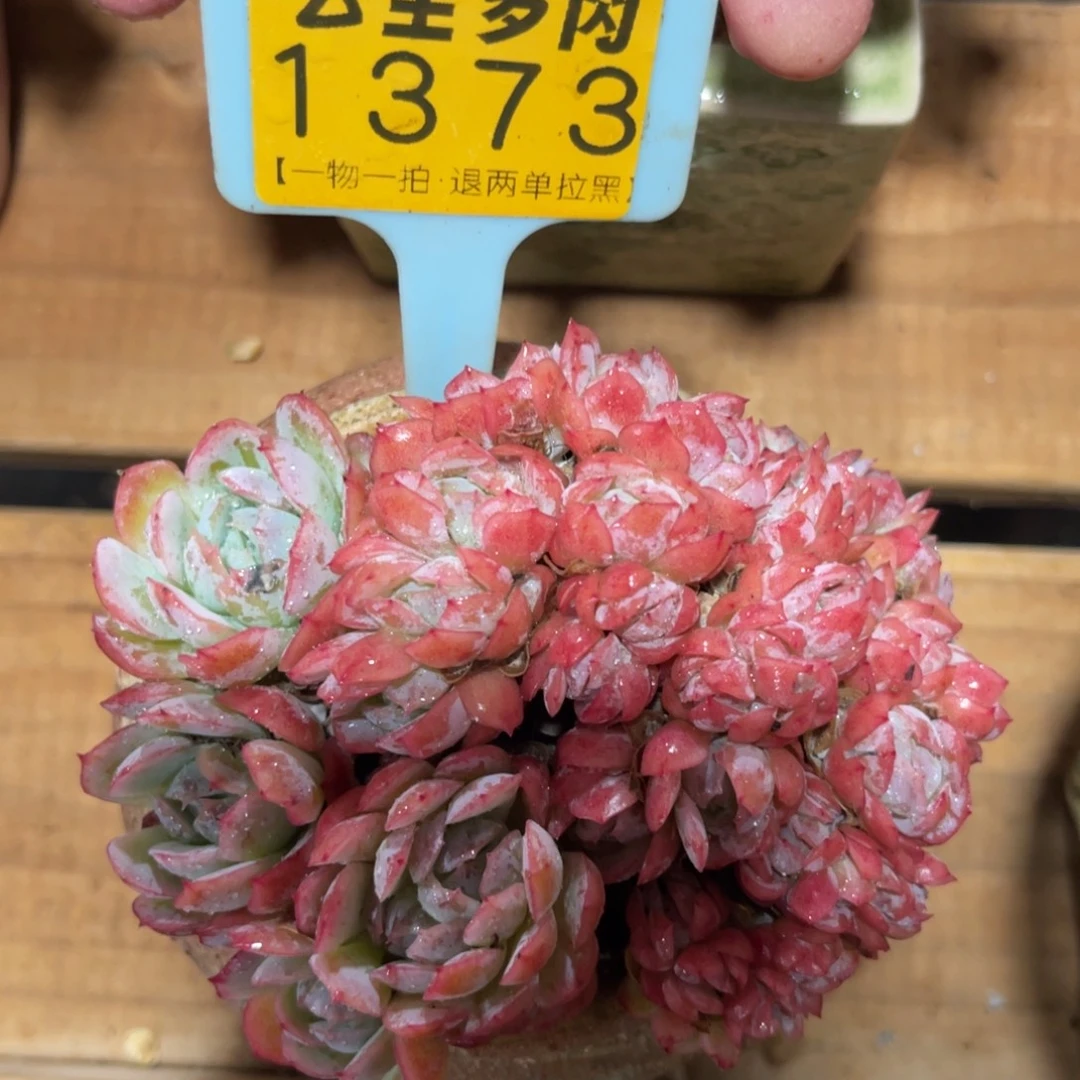 云尘多肉一物一拍1373不含盆，