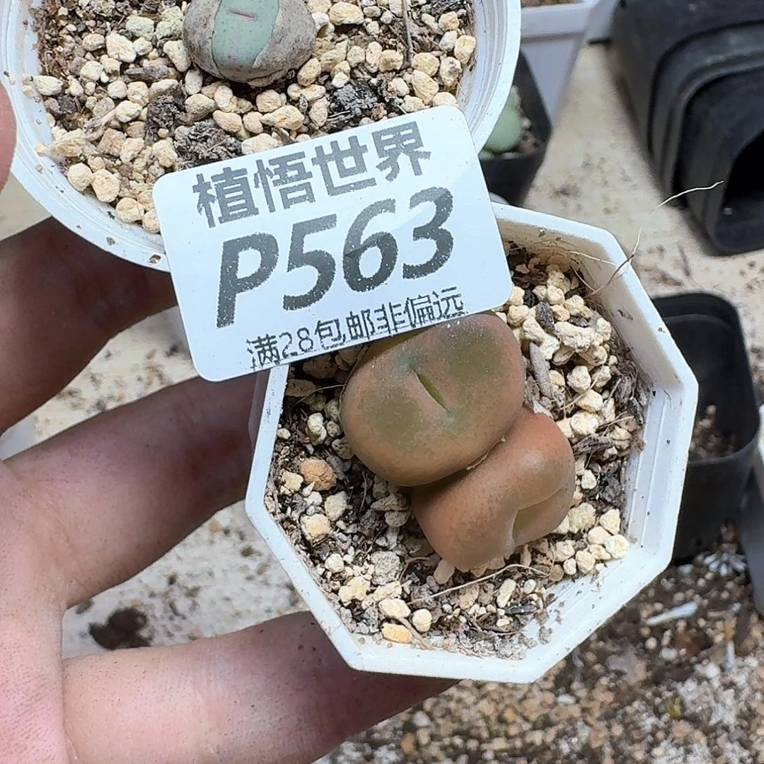 多肉植物的润泽的多