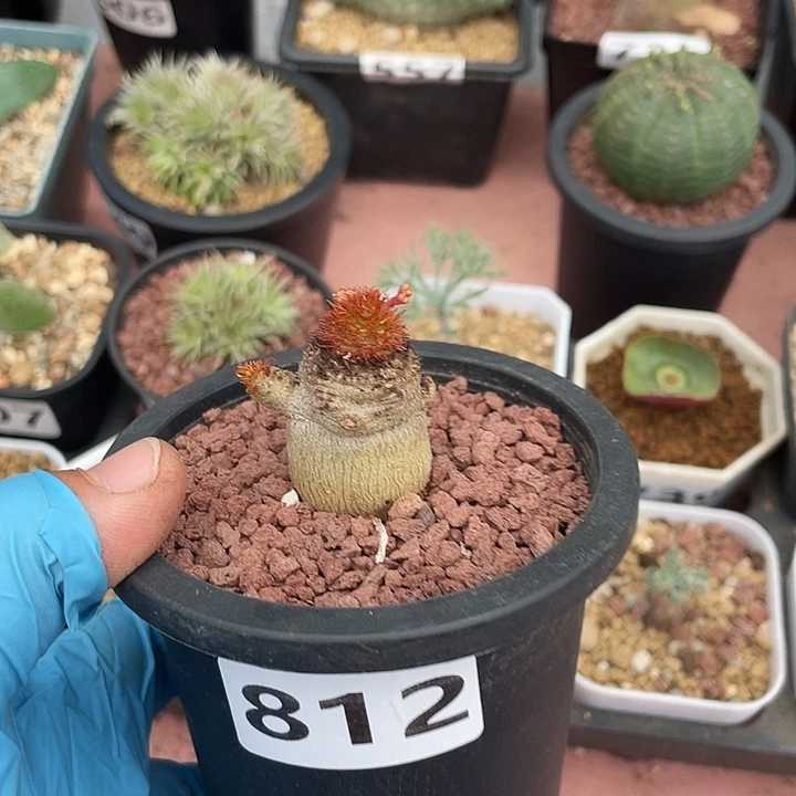 812象鼻大戟块根，