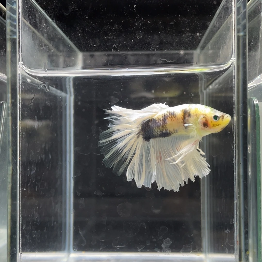 斗鱼30号荧光绿hmpk绣球