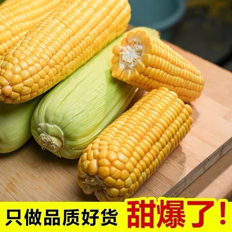 【商超精选】云南高原黄金水果玉米太阳花新鲜现摘甜脆爆汁