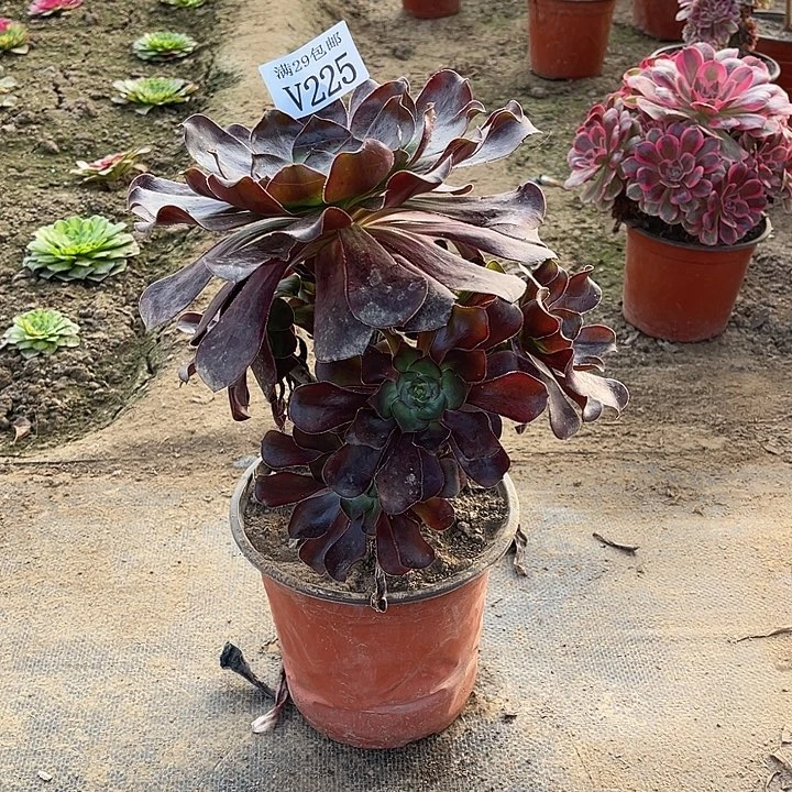 225巫毒   多肉植物