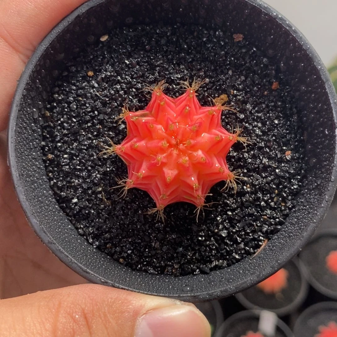 精品米哈—脱土发货24