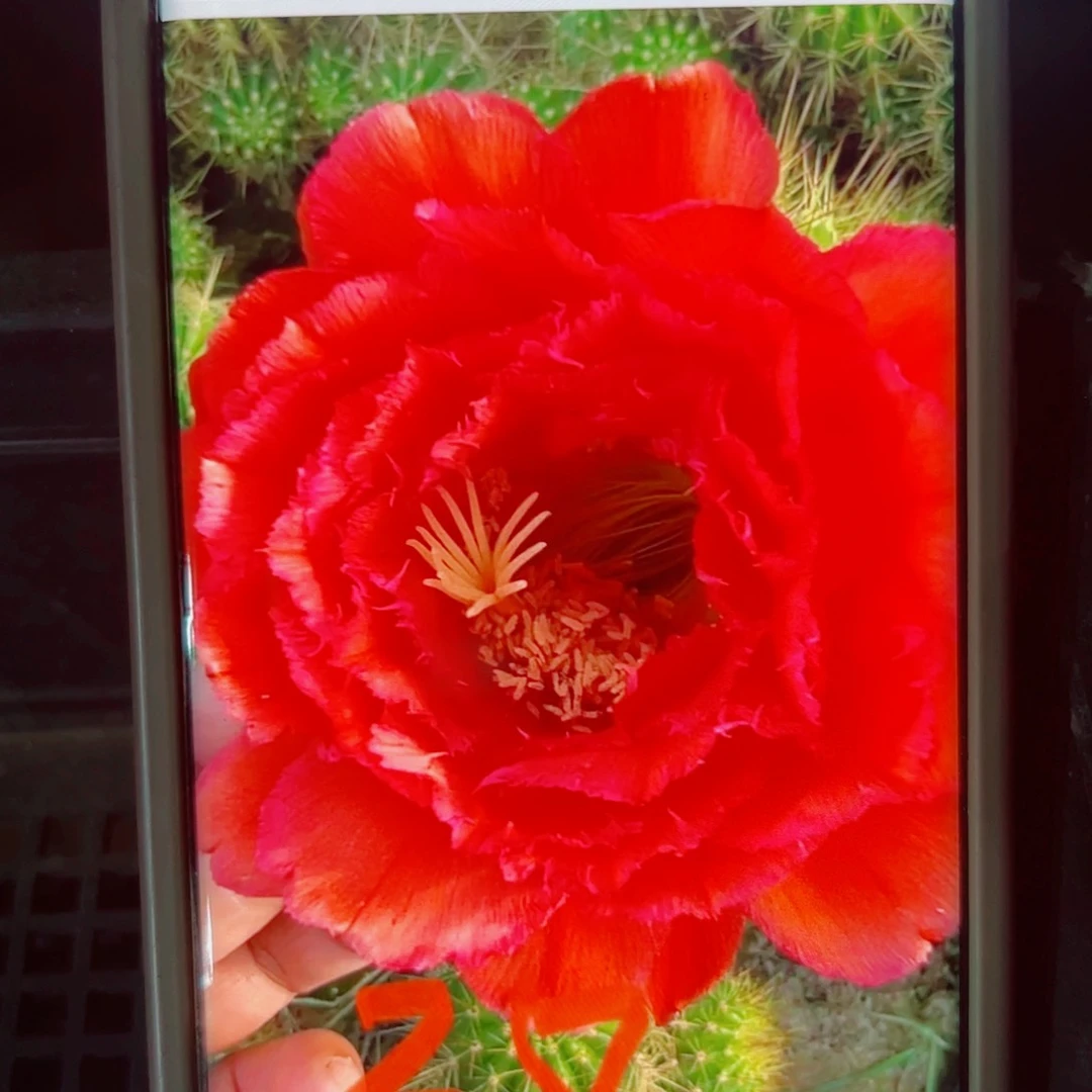 下80毛倾城歪无根侧芽5公分左右20包邮