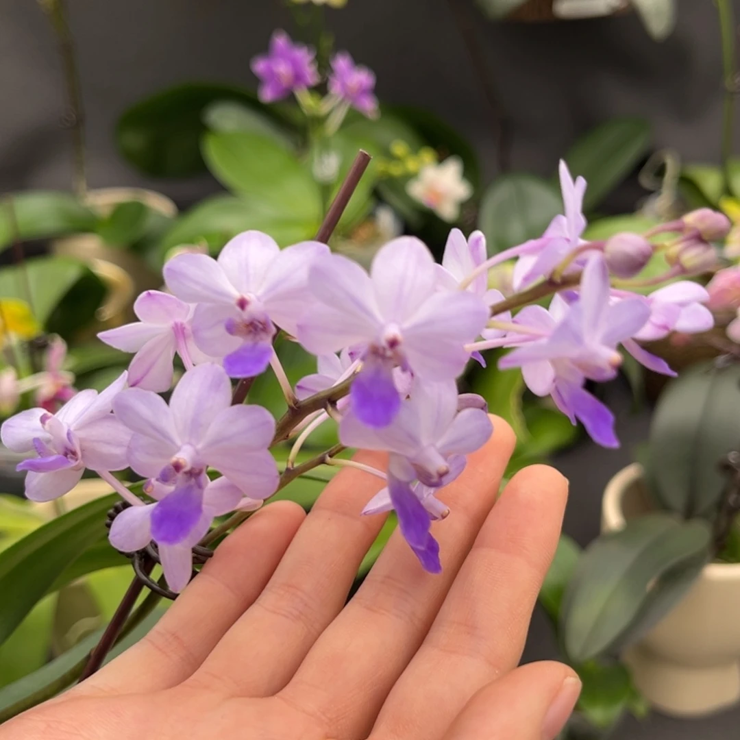 无花朵4寸蓝色梦幻苗