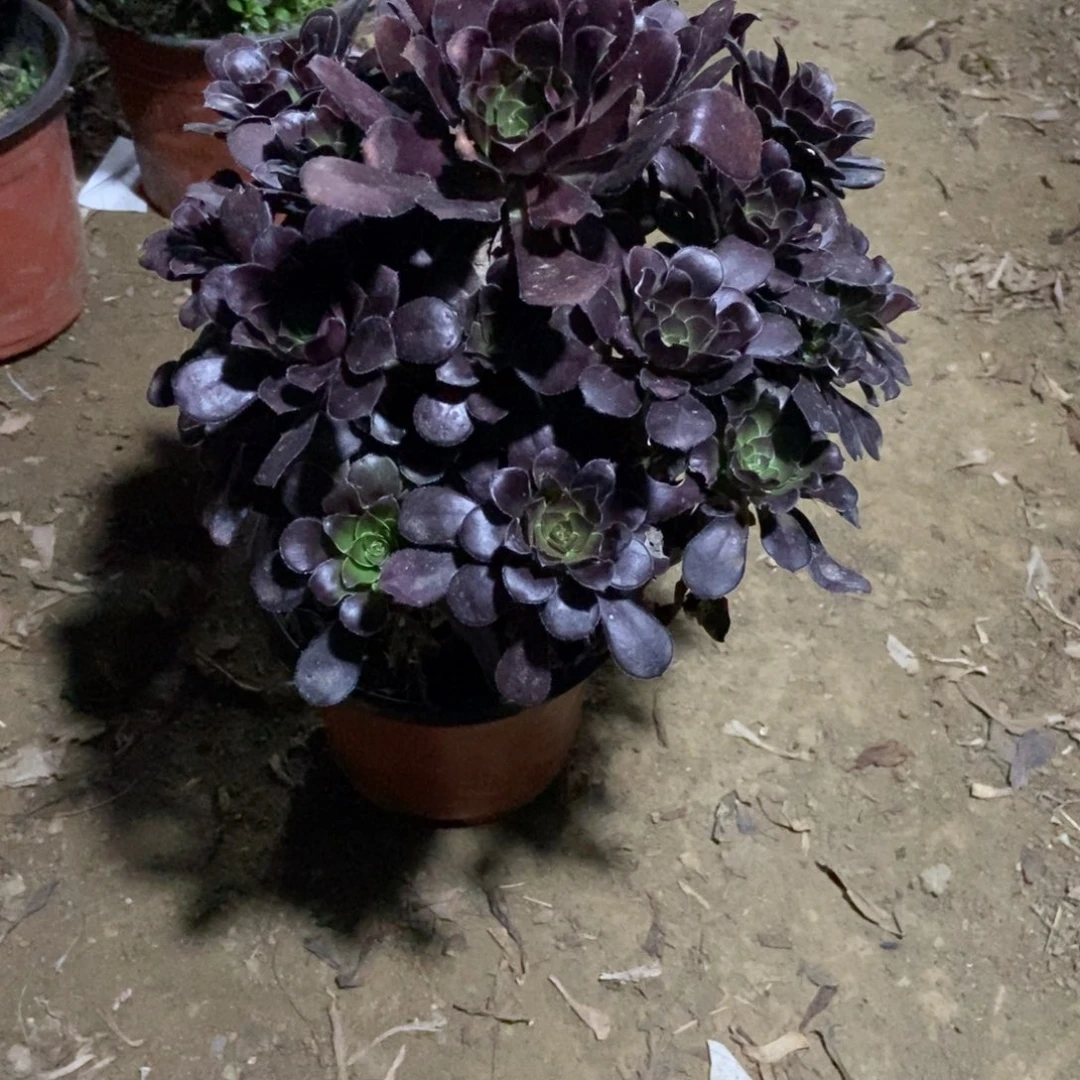 无花朵15号链接原液黑法师