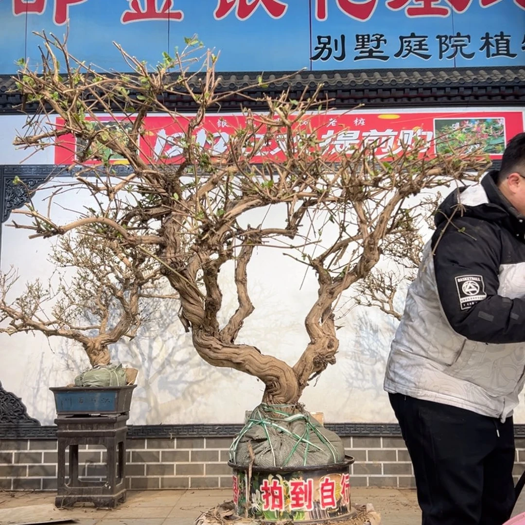 无花朵金银花88888887858555555